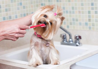 آموزش مسواک زدن دندان سگ