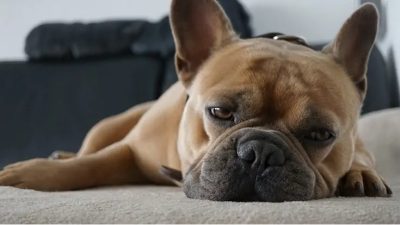 13 نشانه افسردگی در سگ ها