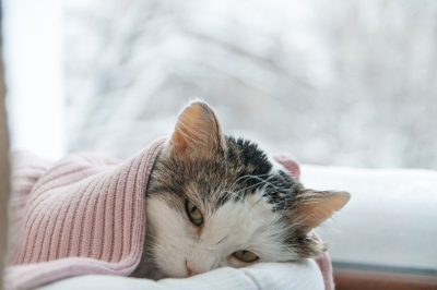 9 دلیل عاشق شدن گربه ها